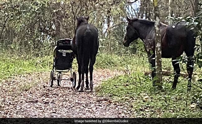 These Wild Horses Blocked A Trail Until They Were Given A Stroller. Watch