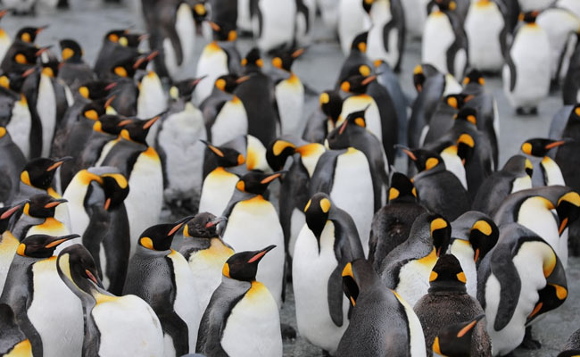 One Of UK's Oldest Penguins Dies In Fox Attack: Report