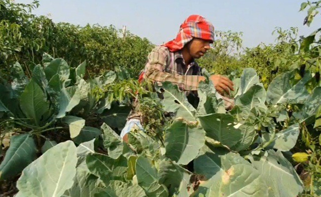 In Rural Bengal, Anguish Over Low Prices For Crop