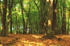 Biodiversity: The Immune System Of Our Planet Biodiversity: The Immune System Of Our Planet