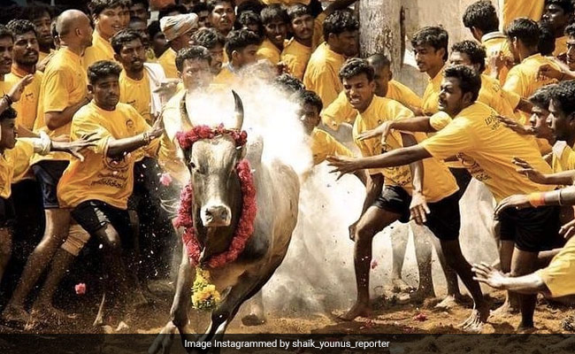 Jallikattu: As Pongal Approaches, Madurai Bull Trainers Gear Up