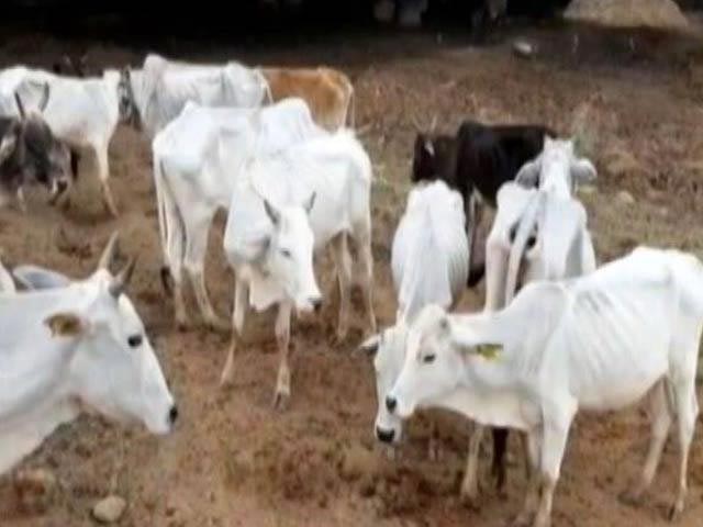 Drop In Cattle Population In States With Tough Law On Cattle: Scientist