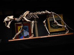 'Sabre-Toothed Tiger' Skeleton Sells For $70,000 'Sabre-Toothed Tiger' Skeleton Sells For $70,000