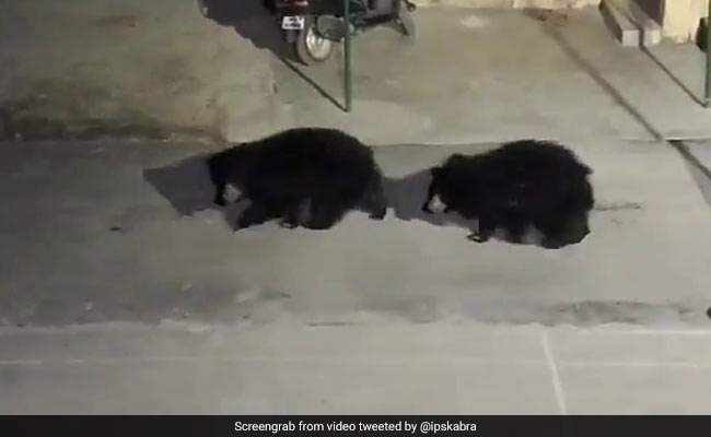 Three Bears Filmed Walking Into A Police Station In Chhattisgarh. Watch