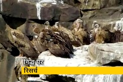 देश में पहली बार गिद्धों की रेडियो टैगिंग, बारीकी से अध्ययन मिलेगी मदद देश में पहली बार गिद्धों की रेडियो टैगिंग, बारीकी से अध्ययन मिलेगी मदद
