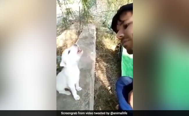 शख्स ने लगाए सुर तो पीछे से कुत्ते ने निकाली ऐसी आवाजें, बार-बार देखा जा रहा Video