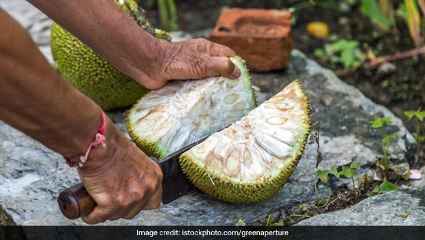 Jackfruit Benefits : कटहल में छिपे हैं ढ़ेरों पोषक तत्व, जानिए शरीर के लिए कैसे है फायदेमंद