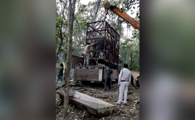 मध्य प्रदेश में 2 आदिवासियों पर हमला करने के बाद रेस्क्यू में पकड़ा गया हाथी राम