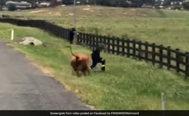 गाय को आया गुस्सा और लगा दी शख्स के पीछे दौड़, सींग मारकर उछाला और फिर... देखें Viral Video
