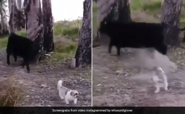 Viral Video: डॉगी के कॉन्फिडेंस को देख जंगल की ओर भागी भैंस, सुनील ग्रोवर ने शेयर किया वीडियो