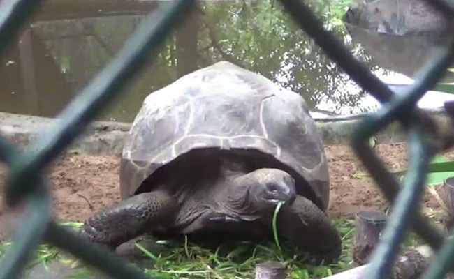 Aldabra Tortoise, Among Largest In World, "Stolen" From Chennai Park