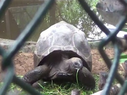 Aldabra Tortoise, Among Largest In World, "Stolen" From Chennai Park Aldabra Tortoise, Among Largest In World, "Stolen" From Chennai Park