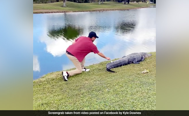 घड़ियाल की पूंछ पर गिर गई गेंद, शख्स ने उठाई तो छटपटाकर किया कुछ ऐसा - देखें पूरा Video