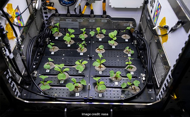 NASA Grows Radishes In Space Under Microgravity