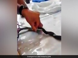 दर्द से तड़प रहा था जख्मी कोबरा, अस्पताल में ऐसे किया गया इलाज - देखें Viral Video दर्द से तड़प रहा था जख्मी कोबरा, अस्पताल में ऐसे किया गया इलाज - देखें Viral Video