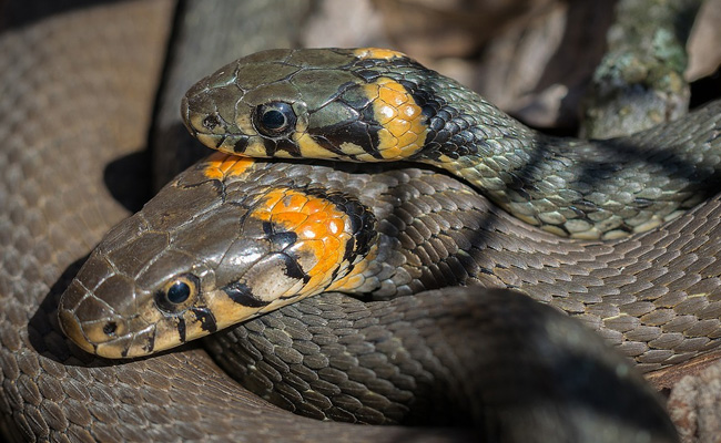 Snakes vs Elon Musk. Or Why Tesla Had To Go Slow With New Factory