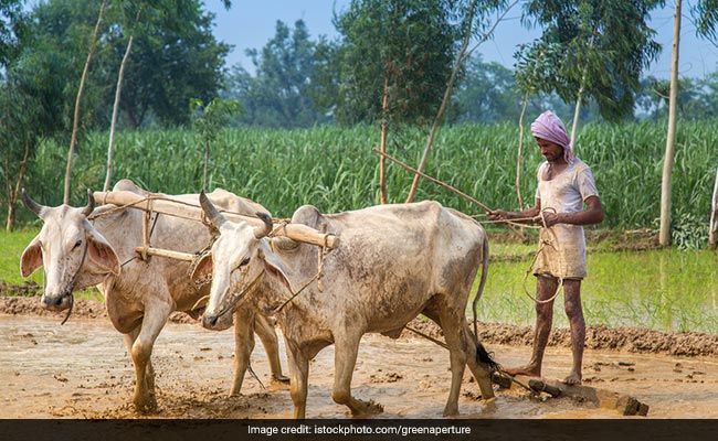 Kisan Diwas 2020: चौधरी चरण सिंह के सम्मान में मनाया जाता है राष्ट्रीय किसान दिवस, जानिए इस दिन का इतिहास