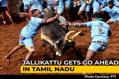 Jallikattu Gets Green Light In Tamil Nadu, But With Restrictions Jallikattu Gets Green Light In Tamil Nadu, But With Restrictions