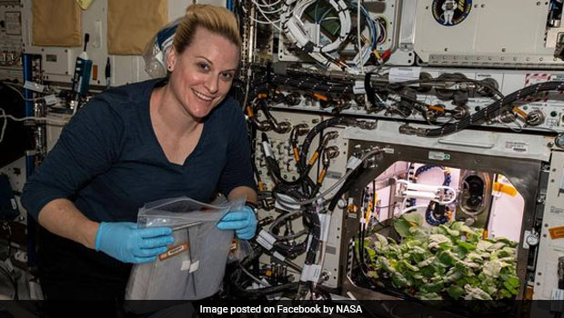 Watch Video: NASA Astronauts Harvest First Ever Radish Crop On International Space Station