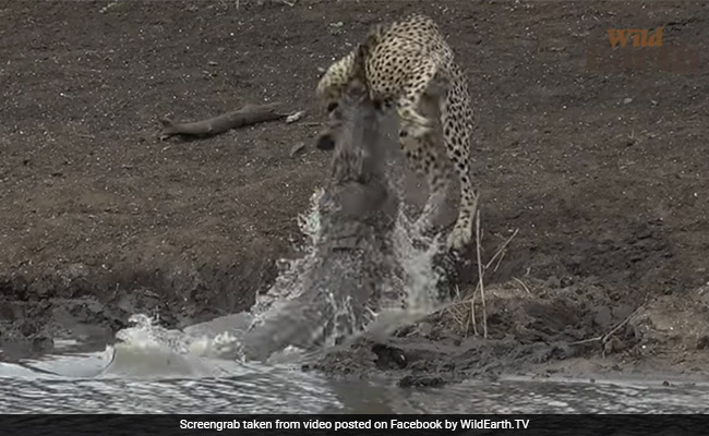 मगरमच्छ ने चालाकी से बनाया चीते को शिकार, झपट्टा मार पकड़ी गर्दन और खींच लिया पानी में - देखें Video