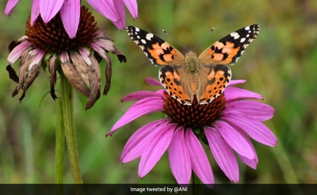 देश का पहला पॉलीनेटर पार्क : तितलियों, मधुमक्खियों, पक्षियों की 40 से ज्यादा प्रजातियां मौजूद