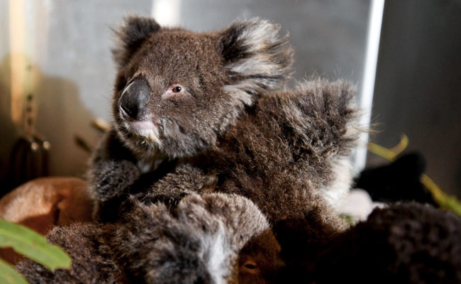 Australia's Bushfires Killed Or Harmed More Than 60,000 Koalas: Report