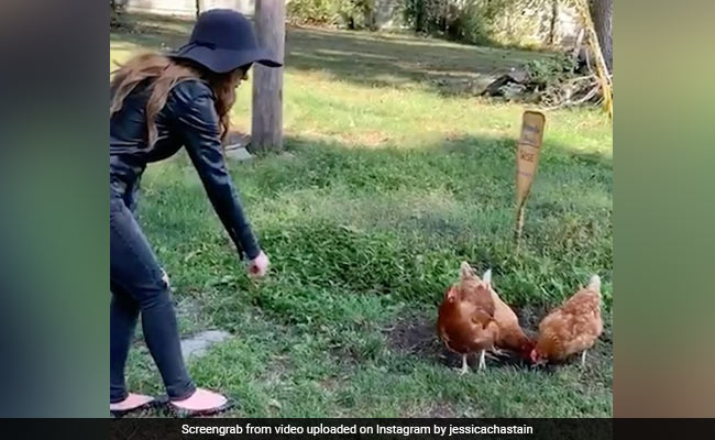 इस एक्ट्रेस के हाथ पर मुर्गी ने मारी ऐसी चोंच, बदल गई पूरी तस्वीर- देखें Video