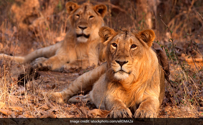 National Parks in India: रोमांच का अनुभव करना है तो भारत के इन राष्ट्रीय उद्यानों को देखने जरूर जाएं