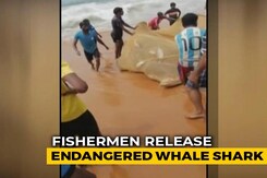 Watch: Kerala Fishermen Free Endangered Whale Shark Caught In Fishing Net Watch: Kerala Fishermen Free Endangered Whale Shark Caught In Fishing Net