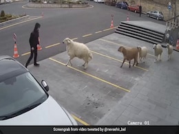 City Terrorized By A Goat, A Sheep And Three Lambs. Watch Viral Video City Terrorized By A Goat, A Sheep And Three Lambs. Watch Viral Video