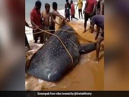 Watch: Kerala Fishermen Free Endangered Whale Shark Caught In Fishing Net Watch: Kerala Fishermen Free Endangered Whale Shark Caught In Fishing Net