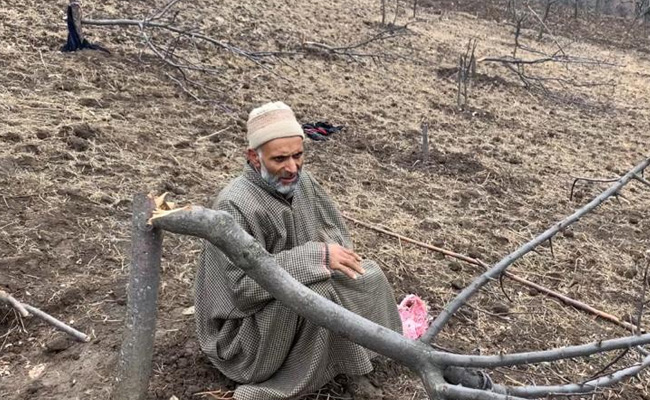 Kashmir Forest Land Drive Fells Thousands Of Apple Trees, Evicts Tribals