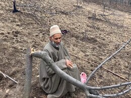 Kashmir Forest Land Drive Fells Thousands Of Apple Trees, Evicts Tribals Kashmir Forest Land Drive Fells Thousands Of Apple Trees, Evicts Tribals