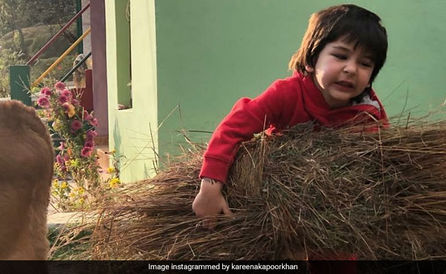 Taimur Ali Khan गाय को चारा उठाकर खिलाते आए नजर, बर्थडे पर करीना कपूर ने शेयर किया Video