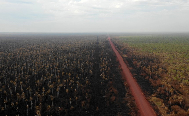 Deforestation Wiped Out 8% Of Amazon Rainforest In 18 Years: Study