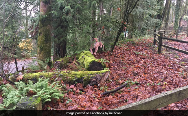 Caller Reports Cheetah On The Loose Near Oregon Zoo. It Turns Out To Be...