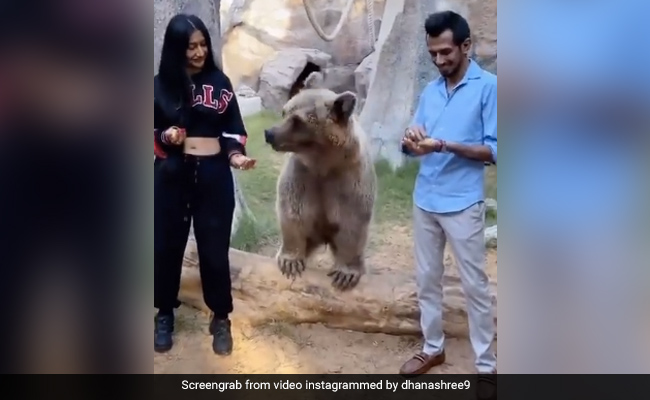 युजवेंद्र चहल पत्नी Dhanashree Verma के साथ भालू को खाना खिलाते आए नजर- देखें Video युजवेंद्र चहल पत्नी Dhanashree Verma के साथ भालू को खाना खिलाते आए नजर- देखें Video