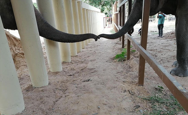 Lonely No More: Kaavan The Elephant Makes New Friend In Cambodia