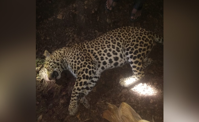 Leopard That Killed 8 People In Maharashtra Shot Dead By Forest Department