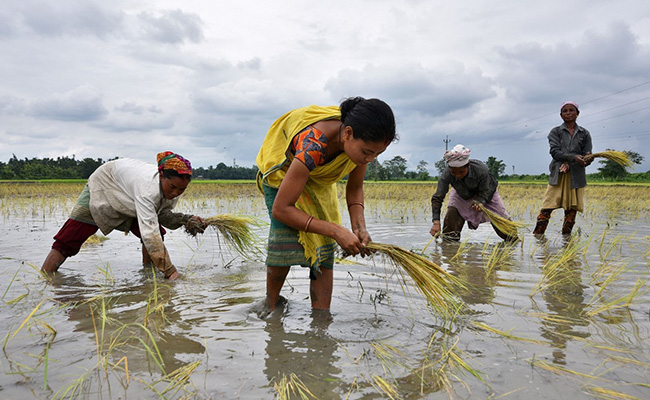 China Buys Rice From India For First Time In Decades Amid Ladakh Tension