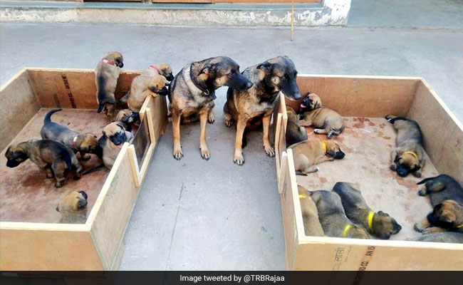 Only Indian Names For Security Force ITBP's Dog Squad