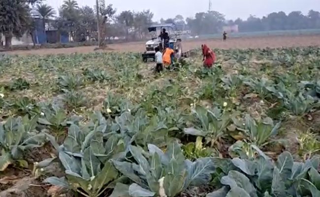 बिहार: फसल का उचित दाम ना मिलने पर किसानों में आक्रोश, ट्रैक्टर चला तैयार फसल किया जमींदोज