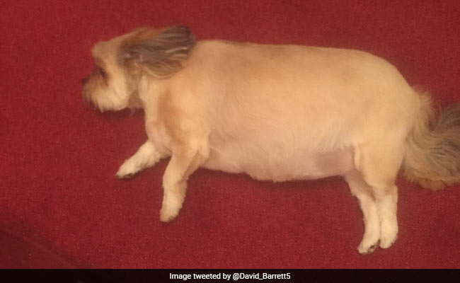 Dog Polishes Off Family's Christmas Dinner, Is Unable To Move After That