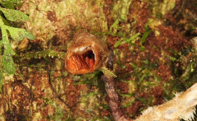 "World's Ugliest Orchid" Among New Species Named In 2020