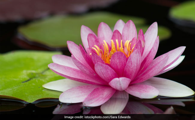 Lotus Oil: त्वचा और बालों के लिए बहुत फायदेमंद है लोटस ऑयल