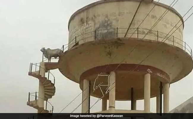 टंकी पर चढ़ा बैल, तो लोग बोले- धन्नो से होने वाला था लगन, Viral Photo पर देखें Funny कमेंट्स