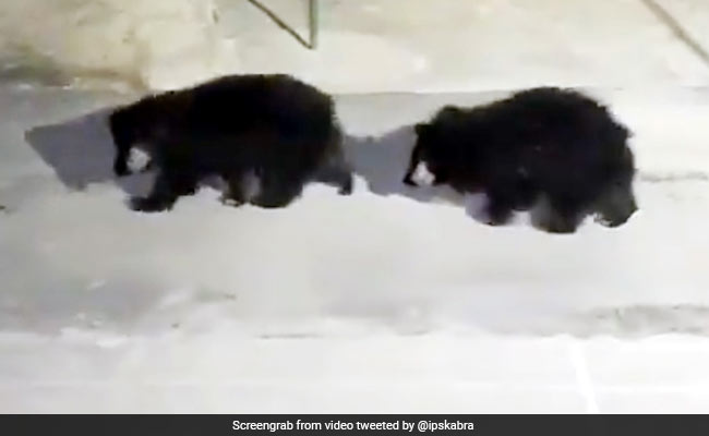 पुलिस स्टेशन में घुस आए तीन भालू, फिर हुआ कुछ ऐसा... IPS ने दिया ऐसा रिएक्शन - देखें Video