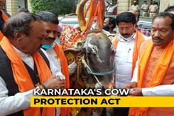 "This Is Not Democracy": Karnataka's Cow Slaughter Bill Provokes Fury "This Is Not Democracy": Karnataka's Cow Slaughter Bill Provokes Fury