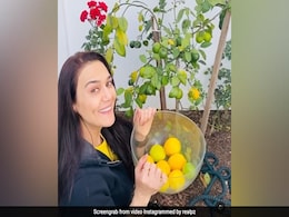 Locked Down At Home, Preity Zinta Busies Herself With Lemonade And <I>Nimbu Ka Achaar</I> Locked Down At Home, Preity Zinta Busies Herself With Lemonade And <I>Nimbu Ka Achaar</I>