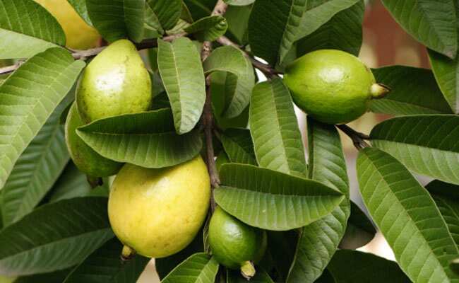 Side Effects Of Guava: इन 5 लोगों को गलती से भी नहीं खाना चाहिए अमरूद, बिगड़ सकती है तबियत